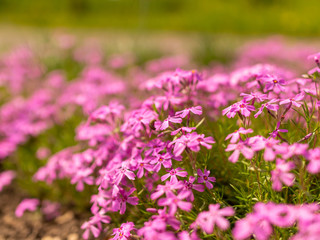 picture with pink flower fragments on a fuzzy background