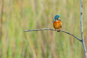 Colorful Common Kingfisher perching on a perch watching for prey