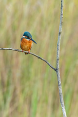 Colorful Common Kingfisher perching on a perch watching for prey