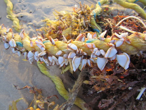 Barnacle Rope