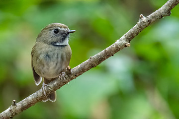 White-gorgetted Flycatcher perching on a perch looking into a distance