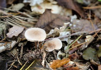 Pilz, Pilze bevölkern den Wald und erfüllen ihn mit Leben
