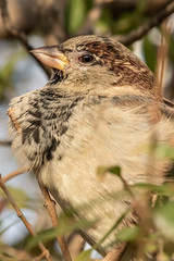 House sparrow or Passer domesticus. Sparrow family Passeridae