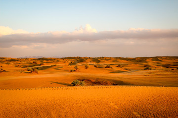 Obraz premium ein Stück Wüste mit Dünen und einzelnen Sträuchern in der Abendsonne