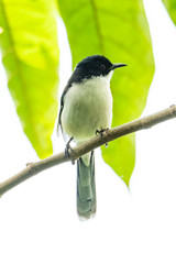 Dark-backed Sibia perching on a branch looking into a distance with white background and leaves