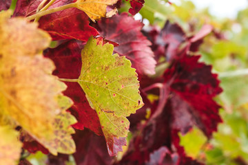 colourful autumn leaves