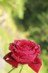 Open fresh red rose and dew macro with green background.copy space for text.