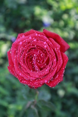 Beautiful Red Rose With Water Drops.