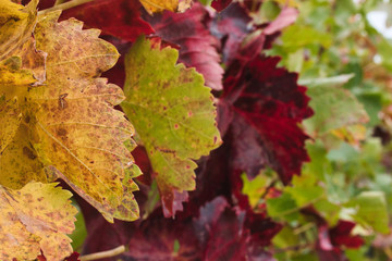 wine leaves in autumn