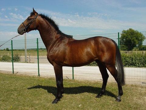 Cheval au paddock
