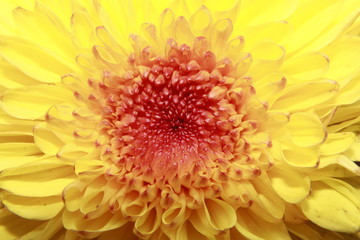 Yellow Chrysanthemum