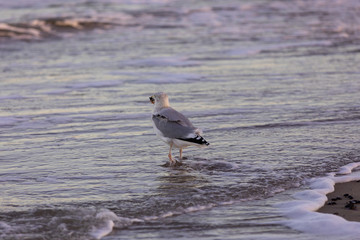 Eine Möwe stapft mit einer Muschel im Schnabel durch die Wellen am Strand