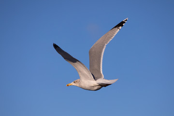 Eine Möwe fliegt übers Meer (Hinteransicht links)