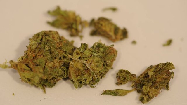 Drugs Hashish and marjuana ( Maria ) - make a joint to smoke  - narco traffic and money 