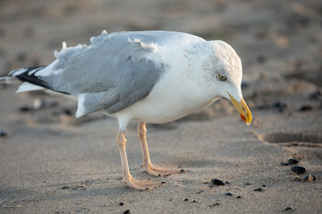 Eine Möwe am Strand sucht im Sand