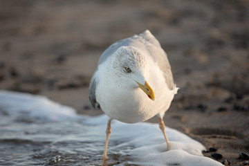Eine Möwe steht am Strand und guckt in die Kamera