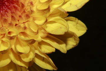 Yellow Chrysanthemum isolated on black background.
