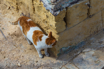 Brown and white cat peeking around a corner, Duck Village, Malta