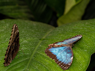 wings of Blue morpho butterfly