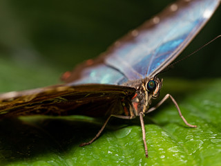 wings of Blue morpho butterfly