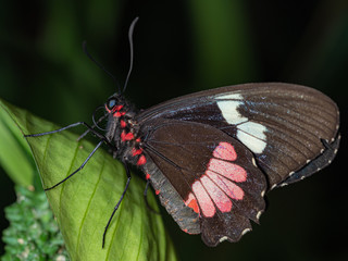 Butterfly,side view.