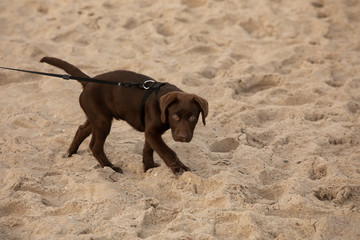Brauner Labrador Welpe am Strand