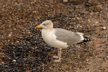 Möwe steht auf Sand am Strand
