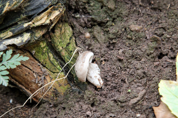 Pilz, Pilze bevölkern den Wald und erfüllen ihn mit Leben