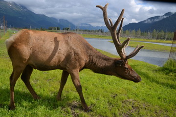 Naklejka na ściany i meble Elk in Alaska