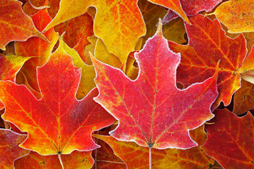 Fototapeta premium Close-up of frosted, fallen, autumn maple leaves