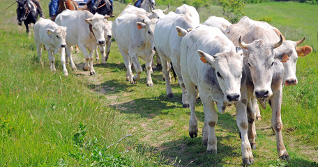 transhumance of the cows - from the plain where they live in winter to the mound where they live in summer