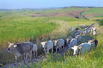 Obraz premium transhumance of the cows - from the plain where they live in winter to the mound where they live in summer