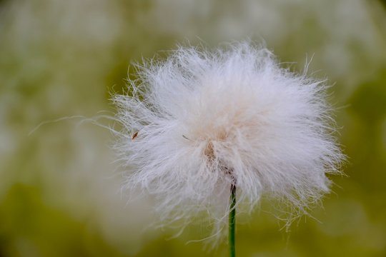 Eriophorum or  Cotton grass bloom