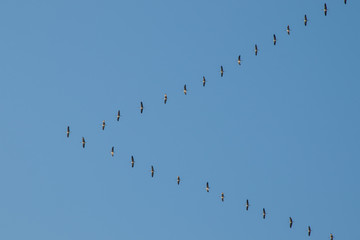 Formation von Kranichen auf dem Weg in den Süden, blauer Himmel