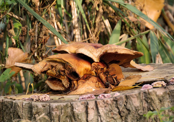 Pilz, Pilze bevölkern den Wald und erfüllen ihn mit Leben