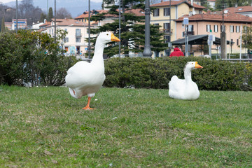 Geese walking in a meadow