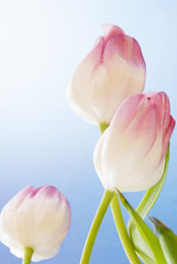 Bunch of Tulips on a Bright Blue Background