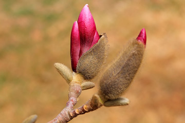 Magnolia flower buds in the field