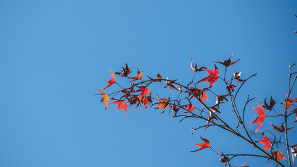 background autumn leaves in Japan