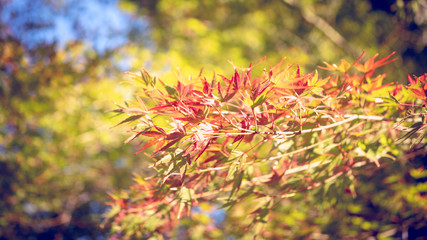 Naklejka na ściany i meble background autumn leaves in Japan