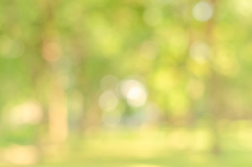 abstract bio green blur nature background trees lush foliage in the park at morning with sunlight.