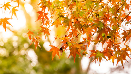 background autumn leaves in Japan