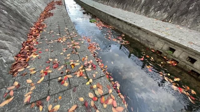 川面の落ち葉 枯葉の道を進む 落ち葉 枯葉 桜並木 桜 初冬 スロー, B-roll 桜紅葉_v28_00513(IMG_4866_3_MOV)