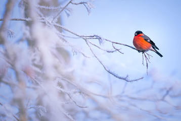 Bird on a frosty branch, winter background image