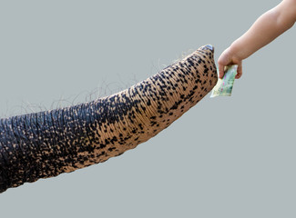 A child's hand handing a banknote to an elephant's trunk. Elephants trunk move for money from a baby.