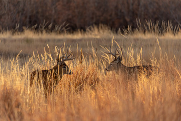 Whitetail Deer Bucks During the Fall Rut