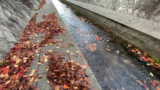 川面の落ち葉 枯葉の道を進む 落ち葉 枯葉 桜並木 桜 初冬 スロー, B-roll 桜紅葉_v29_00514(IMG_4866_4_MOV)