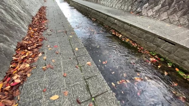 川面の落ち葉 枯葉の道を進む 落ち葉 枯葉 桜並木 桜 初冬 スロー, B-roll 桜紅葉_v30_00515(IMG_4866_5_MOV)