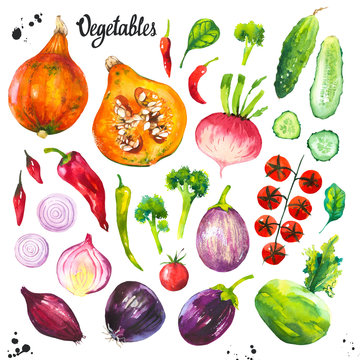 Watercolor illustration with farm grown products. Vegetables set: kohlrabi, cabbage, cucumber, tomato, cabbage, onion, pumpkin, cucumber, spinach, pepper. Fresh organic food.