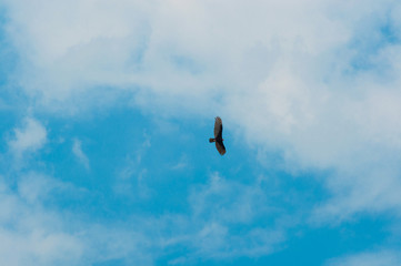 large hawk against blue sky